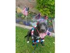 Adopt Paris a American Staffordshire Terrier