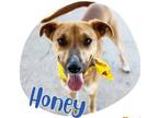 Adopt Honey a Redbone Coonhound