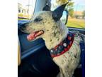 Adopt Ivy a Cattle Dog, Australian Cattle Dog / Blue Heeler