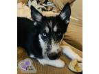 Adopt Donna Lou - The Grinch Litter a Husky, Airedale Terrier