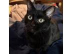 Adopt Luna a Domestic Short Hair