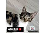 Adopt Zsa Zsa a Domestic Short Hair