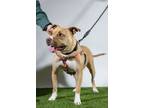 Adopt Noel a Pit Bull Terrier, American Staffordshire Terrier