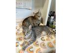 Adopt Julie and Joan a Domestic Short Hair