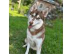 Adopt Sky a Husky