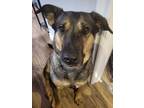 Adopt Cora a Shepherd, Mixed Breed