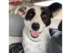 Adopt Cindy Lou a Australian Cattle Dog / Blue Heeler