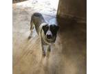 Adopt North a Australian Cattle Dog / Blue Heeler