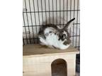 Adopt Pretzel a Mini Rex