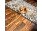 Pomeranian Puppy for sale in Columbus, OH, USA