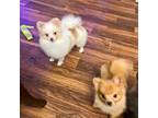 Pomeranian Puppy for sale in Columbus, OH, USA