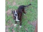Adopt Layla a Mountain Cur, Bull Terrier