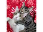 Adopt Jasper & Valerie a Domestic Short Hair