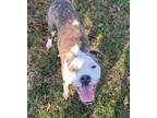Adopt Billy Jean a Pit Bull Terrier, Mixed Breed