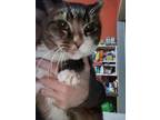 Adopt Pumpkin a Torbie, Domestic Short Hair