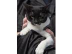 Adopt Stephanie a Domestic Short Hair