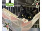 Adopt Cookie a Domestic Short Hair