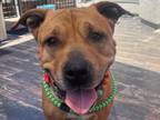 Adopt CLAY a Pit Bull Terrier