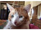 Adopt CALISTO* a Domestic Short Hair