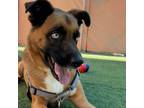 Adopt Greyson a German Shepherd Dog, Boxer