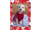Adopt Miso a Cairn Terrier, Miniature Pinscher