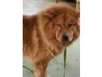 Adopt Cho-Cho a Chow Chow, Golden Retriever