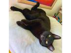 Adopt LoLo - Big Lovable Boy! a Domestic Short Hair