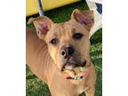 Adopt Luffy a Pit Bull Terrier, Shar-Pei