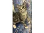 Adopt Fiyero kitten a Tabby