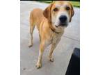Adopt Cooper a Great Pyrenees, Hound