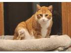 Adopt Buc a Domestic Short Hair