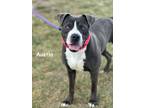Adopt Austin a Pit Bull Terrier, Mixed Breed