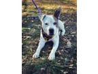 Adopt Bosco a Pit Bull Terrier, Mixed Breed