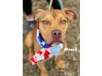 Adopt Meech a Pit Bull Terrier, Mixed Breed