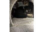 Adopt M-Hocus **** Working Cat**** a Domestic Medium Hair