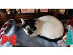 Adopt Simon a Domestic Short Hair