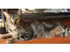 Adopt Billie (Foster Care) a Tabby