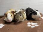 Adopt George, Bob & Hank a Short-Haired