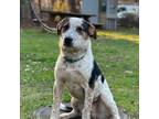 Adopt Drama a Australian Cattle Dog / Blue Heeler