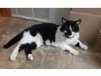 Adopt Gatsby a American Shorthair