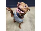 Adopt Edgar **REDUCED ADOPTION FEE** a Pit Bull Terrier