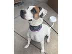 Adopt TYSON a Boxer, Jack Russell Terrier