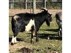 Adopt Slater a Goat