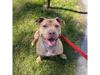 Adopt Tanner a Mixed Breed