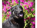 Adopt MAC -8 months-Neuter Contract Required $325 a German Shepherd Dog