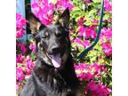 Adopt ACE-8 months -Neuter Contract Required $325 a German Shepherd Dog
