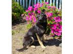 Adopt RAIDER- 8 months-Neuter Contract Required $325 a German Shepherd Dog