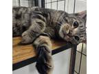 Adopt Snuggles a Domestic Short Hair