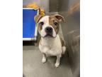 Adopt JANGLES a Pit Bull Terrier, Mixed Breed