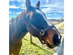 Adopt Hamish a Quarterhorse